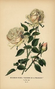 Rose Bourbon, Souvenir de la Malmaison - Désiré Georges Jean Marie Bois