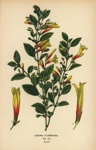 Fuchsia brésilien, Justicia floribunda (Libonia floribunda). Chromolithographie d