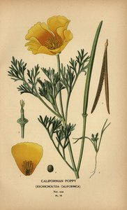 Pavot de Californie, Eschscholzia californica - Désiré Georges Jean Marie Bois