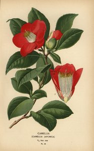 Camélia, Camellia japonica