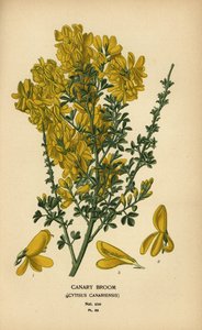 Genêt des Canaries, Genista canariensis