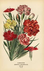 Œillet, Dianthus caryophyllus