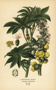 Plante de ricin, Ricinus communis. Chromolithographie d