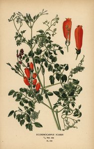 Fleur de gloire chilienne, Eccremocarpus scaber - Désiré Georges Jean Marie Bois