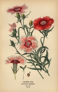 Œillet de Chine, Dianthus chinensis - Désiré Georges Jean Marie Bois