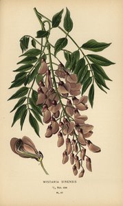 Glycine de Chine, Wisteria sinensis