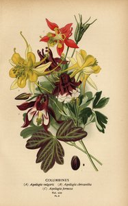 Ancolies, espèces d