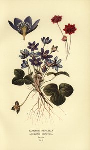 Hépatique commune, Anemone hepatica