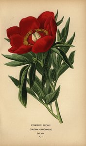 Pivoine commune, Paeonia officinalis - Désiré Georges Jean Marie Bois