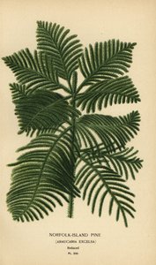 Pin de Cook, Araucaria columnaris. (Pin de l