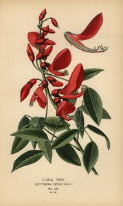 Arbre de corail, Erythrina crista-galli - Désiré Georges Jean Marie Bois