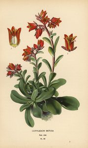 Echeveria fulgens - Désiré Georges Jean Marie Bois
