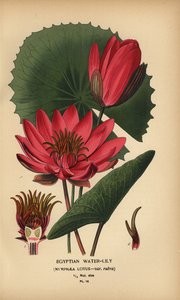 Nénuphar égyptien, Nymphaea lotus - Désiré Georges Jean Marie Bois