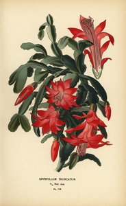 Cactus de Noël faux, Schlumbergera truncata - Désiré Georges Jean Marie Bois