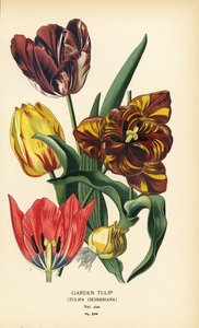 Tulipe de jardin, Tulipa gesneriana. Chromolithographie d
