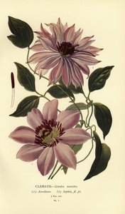 Variétés de clématites de jardin - Désiré Georges Jean Marie Bois