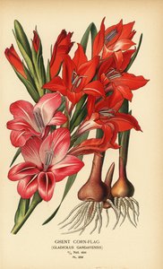 Glaïeul de Gand, Gladiolus x gandavensis. Chromolithographie d
