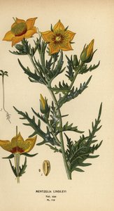 Bartonie dorée ou étoile flamboyante de Lindley, Mentzelia lindleyi - Désiré Georges Jean Marie Bois