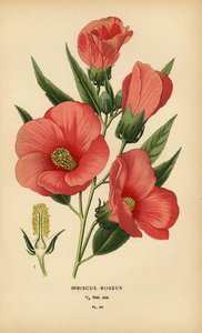 Hibiscus roseus - Désiré Georges Jean Marie Bois