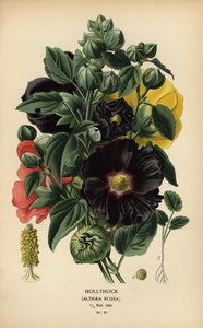 Rose trémière, Alcea rosea - Désiré Georges Jean Marie Bois