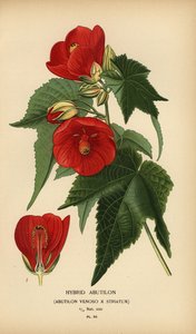 Abutilon hybride, Abutilon pictum - Désiré Georges Jean Marie Bois
