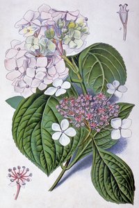 Hortensia, début du 20ème siècle (illustration) - Désiré Georges Jean Marie Bois