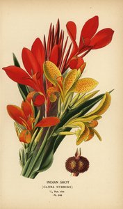 Canna indica hybrides - Désiré Georges Jean Marie Bois