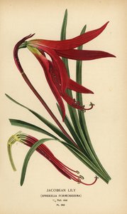 Lys jacobin, Sprekelia formosissima. Chromolithographie d