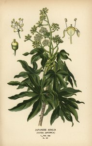 Aralie du Japon ou plante à papier à feuilles brillantes, Fatsia japonica