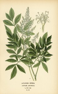 Spirée japonaise, Astilbe japonica - Désiré Georges Jean Marie Bois