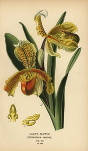 Orchidée sabot de Vénus, Paphiopedilum insigne (Cypripedium insigne). Chromolithographie d