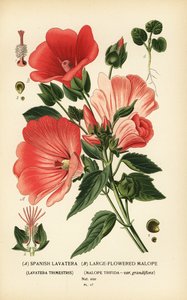 Lavatera trimestris et Malope trifida - Désiré Georges Jean Marie Bois