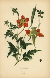 Loasa lateritia - Désiré Georges Jean Marie Bois