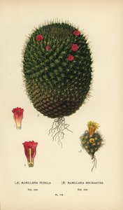 Mammillaria prolifera et Mammillaria rhodantha