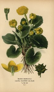 Populage des marais, Caltha palustris