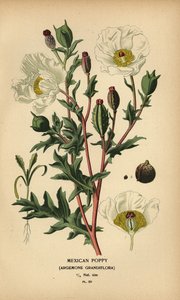 Pavot mexicain, Argemone grandiflora
