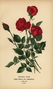 Rose mensuelle, Rosa chinensis var. semperflorens. - Désiré Georges Jean Marie Bois
