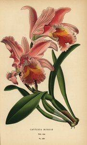 Orchidée Cattleya de Moss ou orchidée de Pâques, Cattleya mossiae. Chromolithographie d