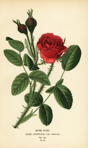 Rose mousseuse, Rosa centifolia var. muscosa - Désiré Georges Jean Marie Bois