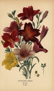 Langue peinte ou fleur de trompette en velours, Salpiglossis sinuata - Désiré Georges Jean Marie Bois
