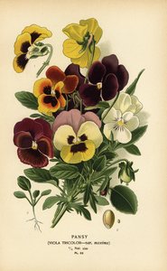 Pensée, Viola tricolor - Désiré Georges Jean Marie Bois