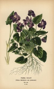 Violette de Parme, Viola odorata - Désiré Georges Jean Marie Bois