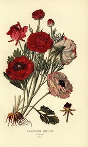 Renoncules persanes, Ranunculus asiaticus