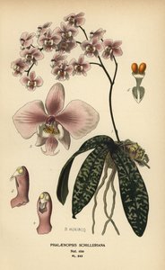 Orchidée Phalaenopsis schilleriana. Chromolithographie d