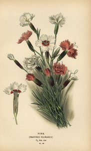 Œillet, Dianthus plumarius - Désiré Georges Jean Marie Bois