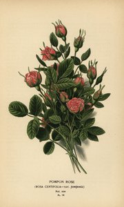 Rose pompon, Rosa centifolia var. pomponia - Désiré Georges Jean Marie Bois