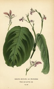 Plante de prière, Maranta leuconeura (Maranta bicolor var. Kerchoviana). Chromolithographie d