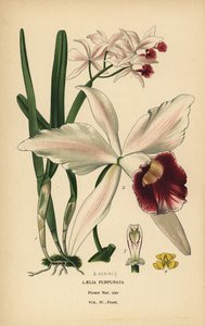 Orchidée laelia pourpre, Cattleya purpurata (Laelia purpurata). Chromolithographie d