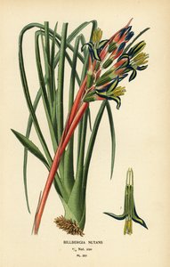Plante larmes de la reine, Billbergia nutans. Chromolithographie d