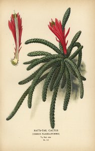 Cactus queue de rat, Disocactus flagelliformis - Désiré Georges Jean Marie Bois